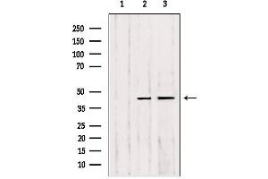Western blot analysis of extracts from various samples, using MMP23 Antibody. (MMP23B 抗体  (C-Term))