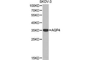 Western blot analysis of extracts of SKOV-3 cell line, using AQP4 antibody. (Aquaporin 4 抗体  (AA 244-323))