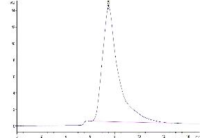 Size-exclusion chromatography-High Pressure Liquid Chromatography (SEC-HPLC) image for C-Type Lectin Domain Family 10, Member A (CLEC10A) (AA 61-316) protein (His tag) (ABIN7274348)