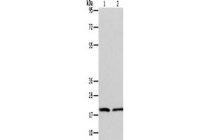 Western Blotting (WB) image for anti-Anaphase Promoting Complex Subunit 13 (ANAPC13) antibody (ABIN2422611) (ANAPC13 抗体)