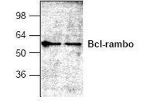 Image no. 1 for anti-BCL2-Like 13 (Apoptosis Facilitator) (BCL2L13) antibody (ABIN127304) (BCL2L13 抗体)