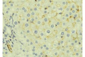 ABIN6276983 at 1/100 staining Mouse liver tissue by IHC-P. (MSMB 抗体  (Internal Region))
