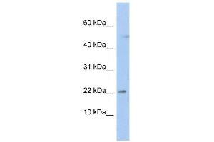 C19orf25 antibody used at 1. (C19orf25 抗体  (N-Term))