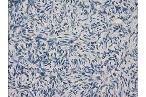 Image no. 9 for anti-Fc gamma RII (CD32) antibody (ABIN1497255) (Fc gamma RII (CD32) 抗体)