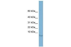 Motilin antibody used at 1 ug/ml to detect target protein.