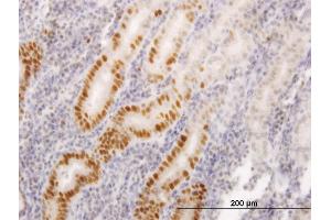 Immunoperoxidase of monoclonal antibody to LIG1 on formalin-fixed paraffin-embedded human stomach. (LIG1 抗体  (AA 810-919))