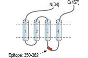 anti-Glycine Receptor, alpha 1 (GLRA1) (2nd Cytoplasmic Loop), (AA 350-362) antibody
