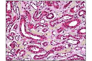 Immunohistochemistry (IHC) image for anti-Acid Phosphatase 2, Lysosomal (ACP2) antibody (ABIN781949) (ACP2 抗体)