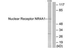 Western blot analysis of extracts from COS7 cells, using Nuclear Receptor NR4A1 (Ab-351) Antibody. (NR4A1 抗体  (AA 317-366))