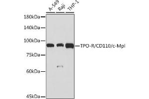 Western blot analysis of extracts of various cell lines, using TPO-R/CD110/c-Mpl Rabbit mAb (ABIN7268727) at 1:1000 dilution. (MPL 抗体)