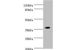 Western blot All lanes: EFNB2 antibody at 6 μg/mL + Mouse kidney tissue Secondary Goat polyclonal to rabbit IgG at 1/10000 dilution Predicted band size: 37 kDa Observed band size: 37 kDa (Ephrin B2 抗体  (AA 28-229))