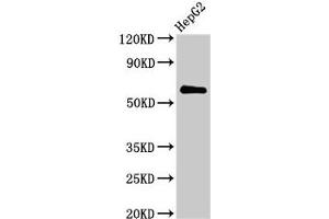 Western Blot Positive WB detected in: HepG2 whole cell lysate All lanes: CTPS2 antibody at 2. (CTPS2 抗体  (AA 62-315))