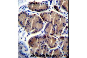 LIPC Antibody (Center) (ABIN656217 and ABIN2845534) immunohistochemistry analysis in formalin fixed and paraffin embedded human stomach tissue followed by peroxidase conjugation of the secondary antibody and DAB staining. (LIPC 抗体  (AA 310-338))