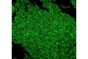 IF analysis of MCM2 using anti-MCM2 antibody (ABIN7601594).