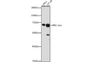 Western blot analysis of extracts of various cell lines, using PKC zeta antibody (ABIN6128468, ABIN6146211, ABIN6146213 and ABIN6221376) at 1:1000 dilution. (PKC zeta 抗体  (AA 453-592))