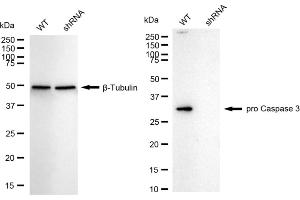 Western blotting analysis using pro Caspase 3 antibody (ABIN7799901). (Recombinant Pro Caspase 3 抗体)
