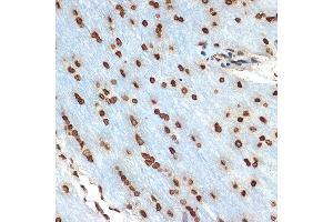 Immunohistochemistry of paraffin-embedded rat brain using Histone H2B Rabbit mAb (ABIN7267736) at dilution of 1:100 (40x lens). (HIST1H2BK 抗体)