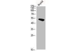 Western Blot analysis of HEPG2 cells using Hic-5 Polyclonal Antibody diluted at 1:500. (TGFB1I1 抗体  (AA 291-340))