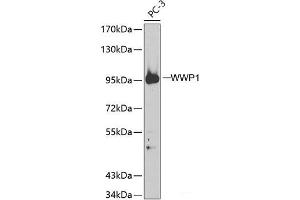 Western blot analysis of extracts of PC-3 cells using WWP1 Polyclonal Antibody. (WWP1 抗体)