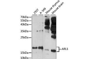 Western blot analysis of extracts of various cell lines, using ARL1 antibody (ABIN6291259) at 1:1000 dilution. (ARL1 抗体)