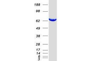 Western Blotting (WB) image for X-Prolyl Aminopeptidase (Aminopeptidase P) 1, Soluble (XPNPEP1) protein (Myc-DYKDDDDK Tag) (ABIN2735667)