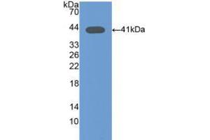Western blot analysis of recombinant Mouse Osteocalcin. (Osteocalcin 抗体  (AA 14-95))