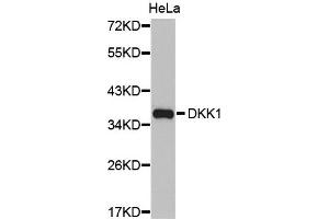 Western Blotting (WB) image for anti-Dickkopf Homolog 1 (DKK1) antibody (ABIN1872280) (DKK1 抗体)