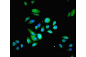 Immunofluorescent analysis of HepG2 cells using ABIN7142154 at dilution of 1:100 and Alexa Fluor 488-congugated AffiniPure Goat Anti-Rabbit IgG(H+L) (HRSP12 抗体  (AA 2-137))