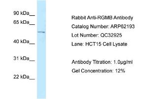 Western Blotting (WB) image for anti-RGM Domain Family, Member B (RGMB) (C-Term) antibody (ABIN2789057) (RGMB 抗体  (C-Term))