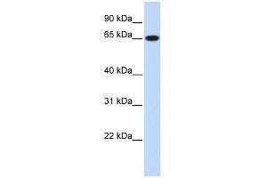 Ribophorin I antibody used at 1 ug/ml to detect target protein. (RPN1 抗体  (Middle Region))