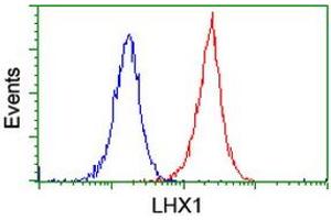 Image no. 5 for anti-LIM Homeobox 1 (LHX1) (AA 100-362) antibody (ABIN1490806)