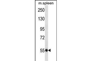 USP40 Antibody (N-term) (ABIN657495 and ABIN2846520) western blot analysis in mouse spleen tissue lysates (35 μg/lane).