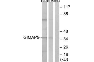 Western blot analysis of extracts from HeLa cells and HT-29 cells, using GIMAP5 antibody. (GIMAP5 抗体  (C-Term))