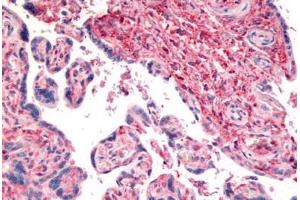 Anti-CD26 antibody  ABIN1048412 IHC staining of human placenta. (DPP4 抗体  (Internal Region))