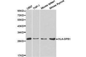 Western Blotting (WB) image for anti-Major Histocompatibility Complex, Class II, DP beta 1 (HLA-DPB1) antibody (ABIN1873027) (HLA-DPB1 抗体)