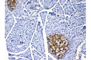 IHC testing of FFPE rat pancreas tissue with IL17A antibody at 1ug/ml. (Interleukin 17a 抗体)