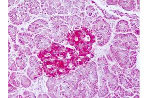 Anti-FTMT / MTF antibody IHC of human pancreas. (Ferritin Mitochondrial 抗体  (AA 98-147))