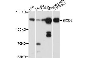 Western blot analysis of extract of various cells, using BICD2 antibody. (BICD2 抗体)