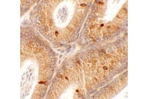 Immunohistochemistry of SPATA4 in mouse testis tissue with SPATA4 antibody at 2. (SPATA4 抗体  (C-Term))