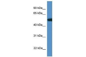 Western Blot showing Tigd4 antibody used at a concentration of 1. (TIGD4 抗体  (N-Term))
