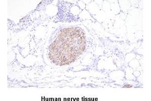 Paraffin embedded sections of human nerve tissue were incubated with anti-human PGP9. (UCHL1 抗体)