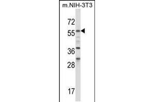 Western blot analysis in mouse NIH-3T3 cell line lysates (35ug/lane). (BIN1 抗体  (AA 360-389))