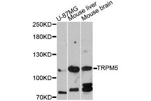 Western blot analysis of extracts of various cell lines, using TRPM5 antibody (ABIN5999108) at 1:3000 dilution.