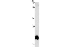 Western Blotting (WB) image for anti-Apolipoprotein B mRNA Editing Enzyme, Catalytic Polypeptide-Like 3C (APOBEC3C) antibody (ABIN2432497) (APOBEC3C 抗体)