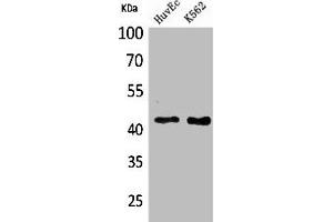 Western Blot analysis of HuvEc K562 cells using Layilin Polyclonal Antibody (Layilin 抗体  (Internal Region))