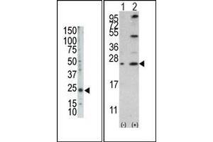 Image no. 2 for anti-BCL2-Like 2 (BCL2L2) (AA 1-100), (BH3 Domain), (N-Term) antibody (ABIN356814) (BCL2L2 抗体  (BH3 Domain, N-Term))