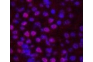 Immunofluorescence analysis of Mouse kidney tissue using Histone H2B Monoclonal Antibody at dilution of 1:200. (Histone H2B 抗体)