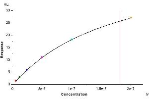 Interleukin 2 Receptor, beta (IL2RB) (AA 27-239) protein (His tag)