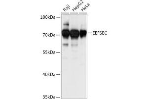 Western blot analysis of extracts of various cell lines, using EEFSEC antibody (ABIN7267020) at 1:1000 dilution. (EEFSEC 抗体  (AA 347-596))