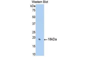 Western Blotting (WB) image for anti-Sulfite Oxidase (SUOX) (AA 397-540) antibody (ABIN1860664) (SUOX 抗体  (AA 397-540))